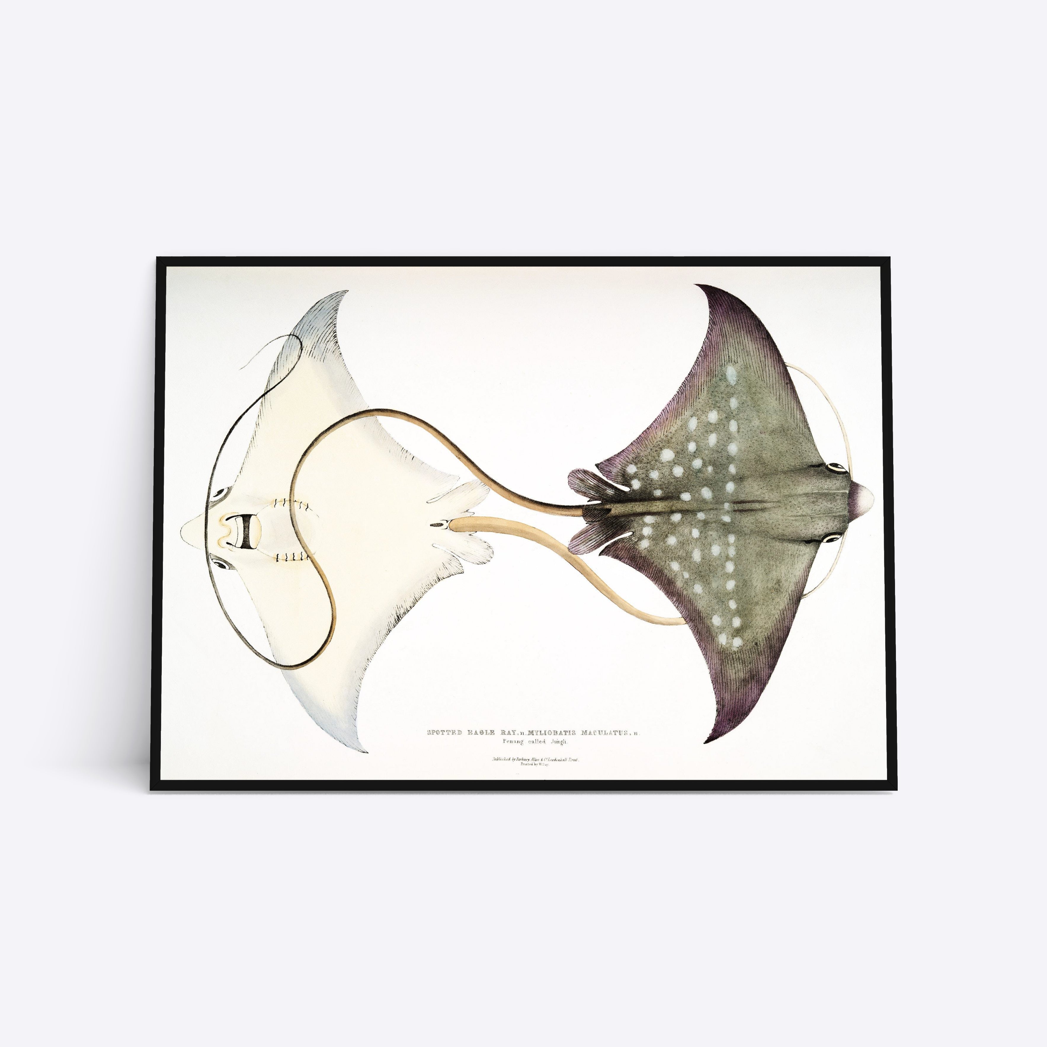 Spotted Eagle Ray plakat i ramme