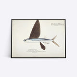 Flying Fish illustration plakat i ramme