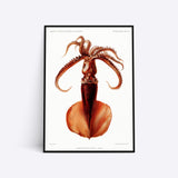 Mastigoteuthis Magna blæksprutte plakat i ramme
