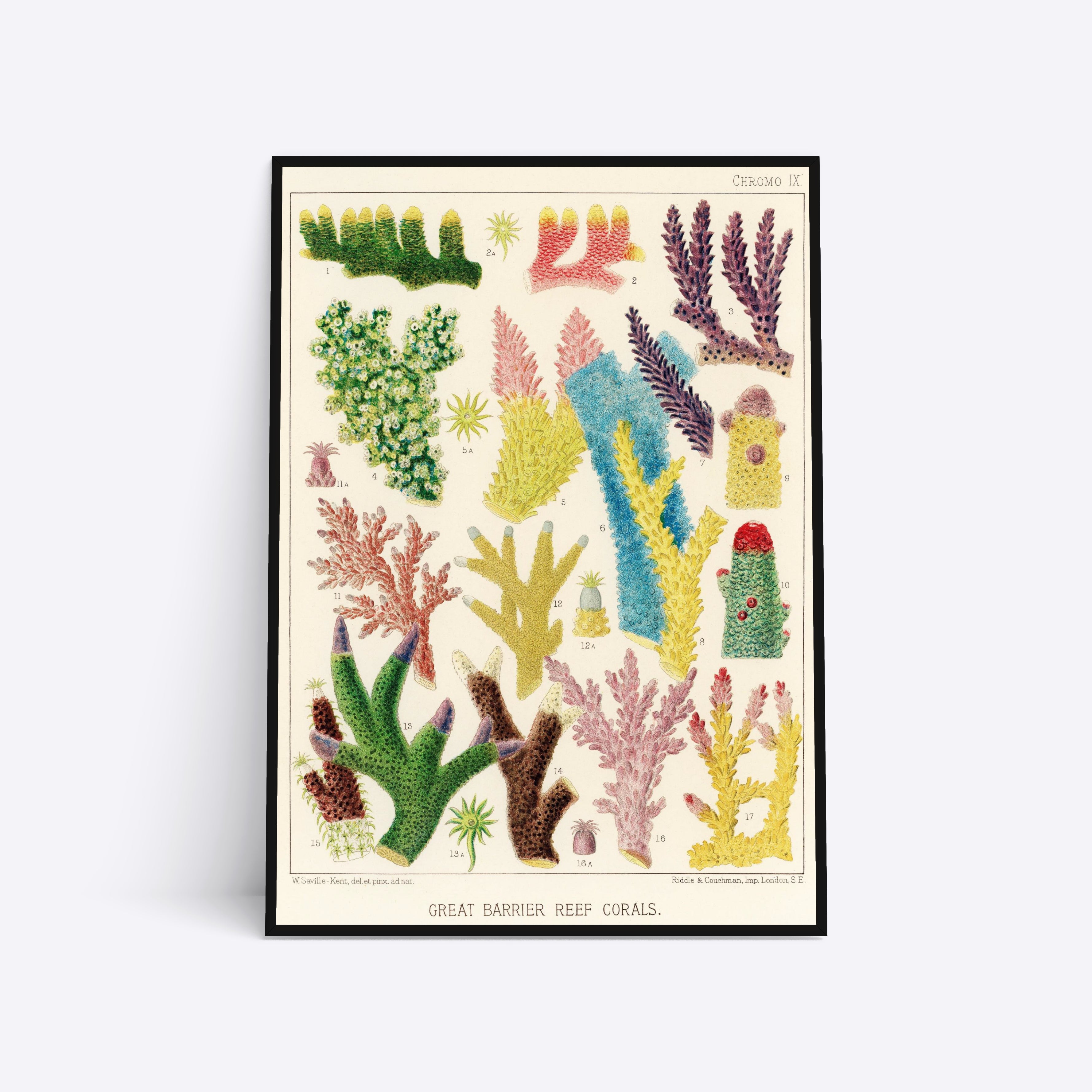 Great Barrier Reef Corals illustration plakat i ramme