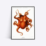 Cephalopod plakat i ramme