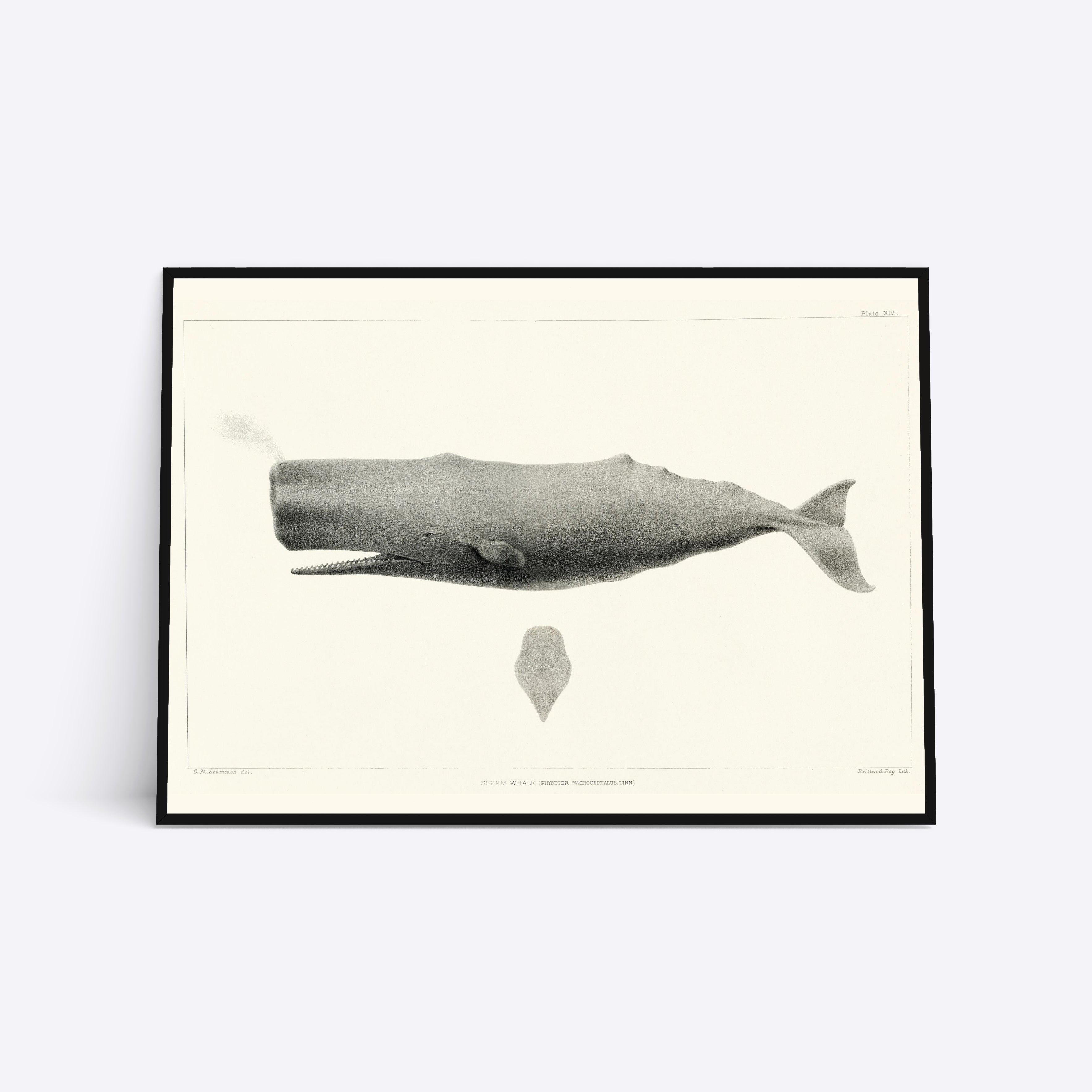 Sperm Whale plakat i ramme