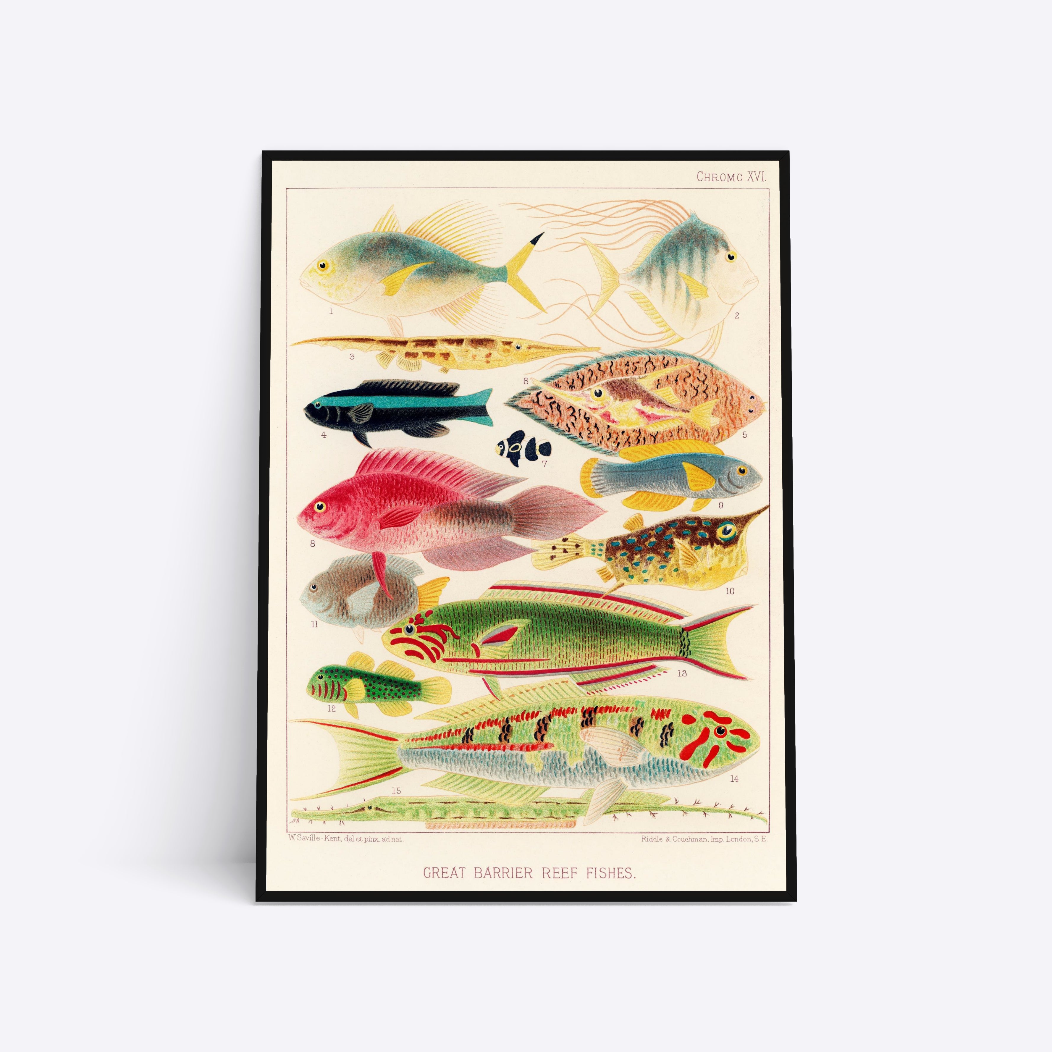 Great Barrier Reef Fishes Vol. 2 illustration plakat i ramme