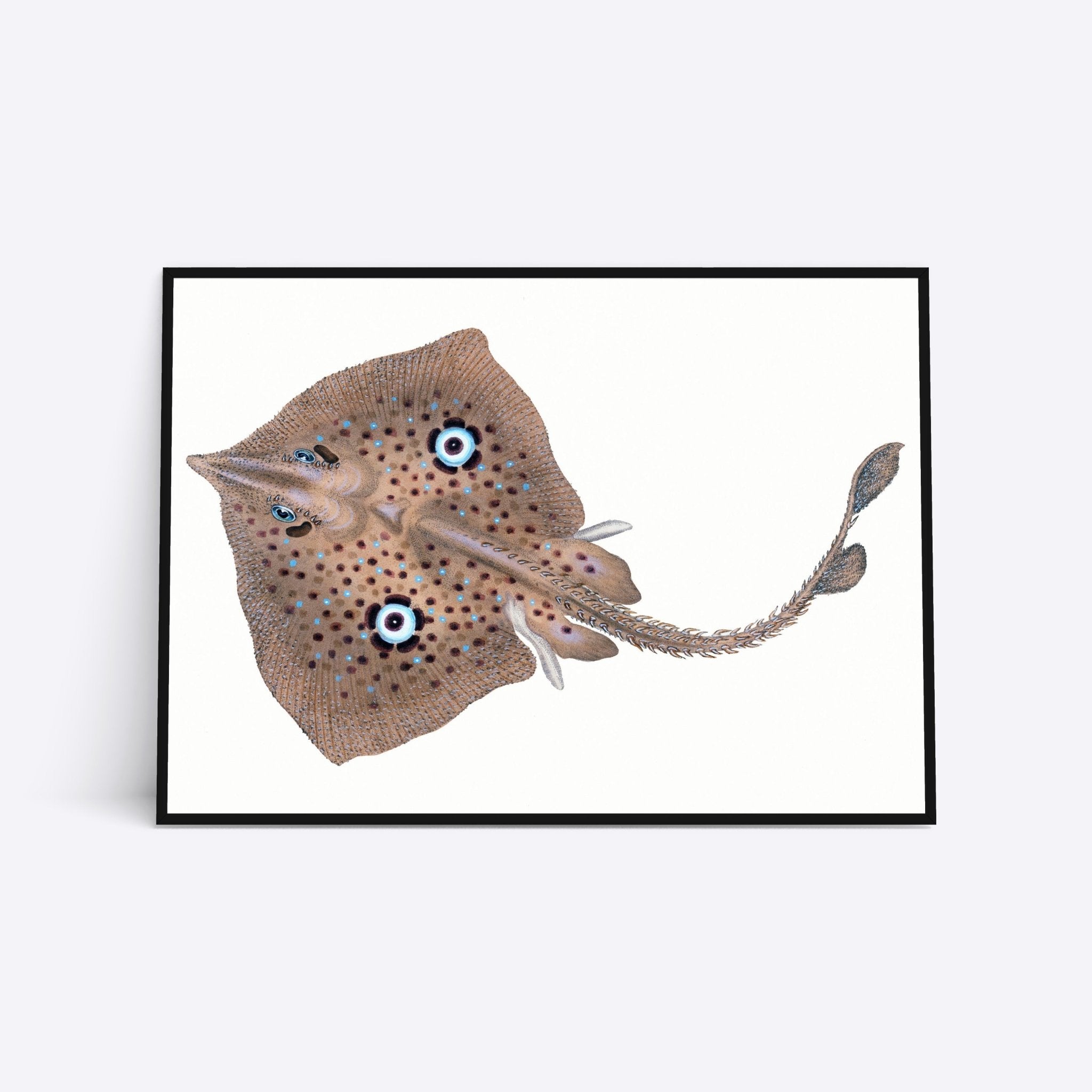 Blue Eyed Ray plakat i ramme