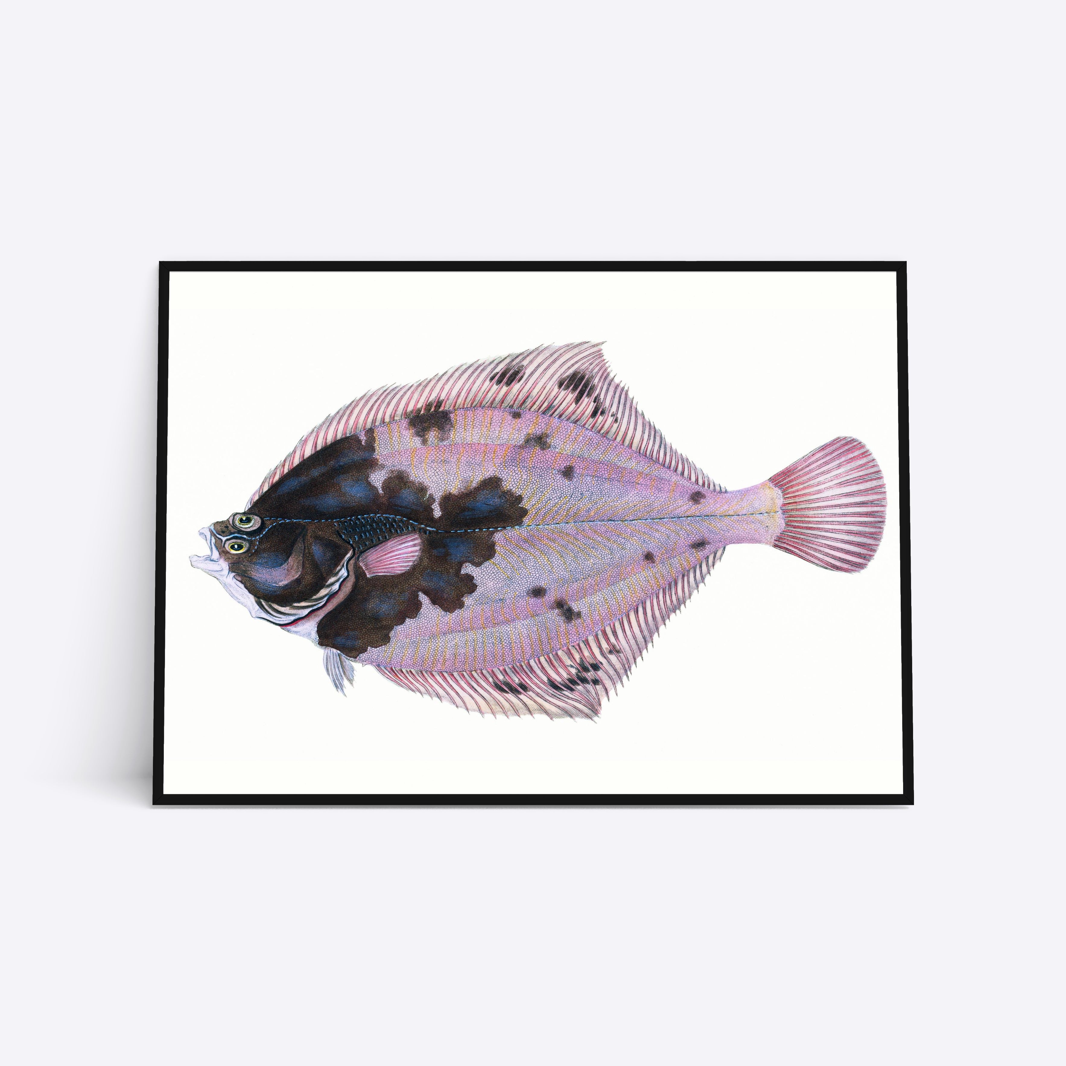 Rosa Flatfish plakat i ramme