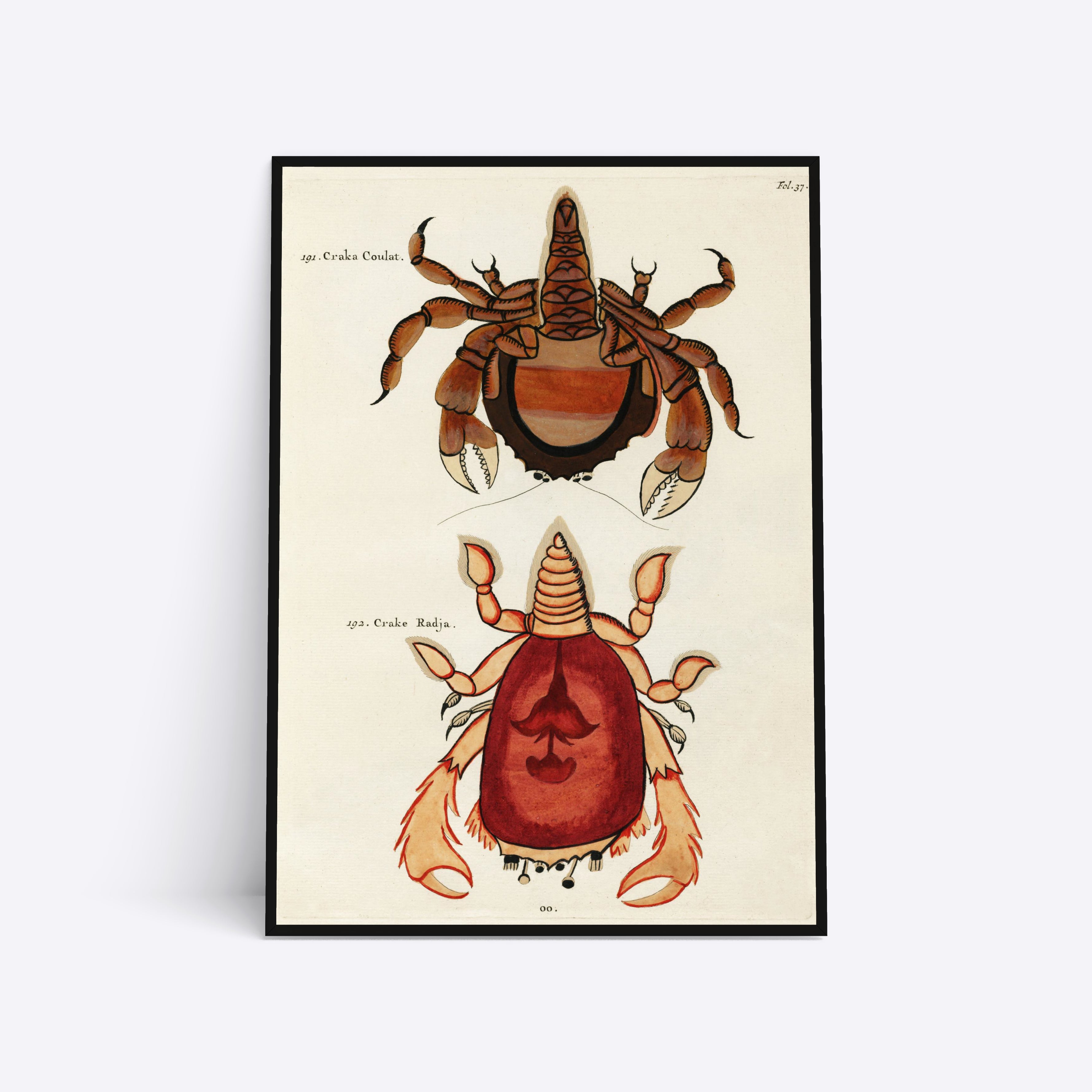 Crabs illustration plakat i ramme