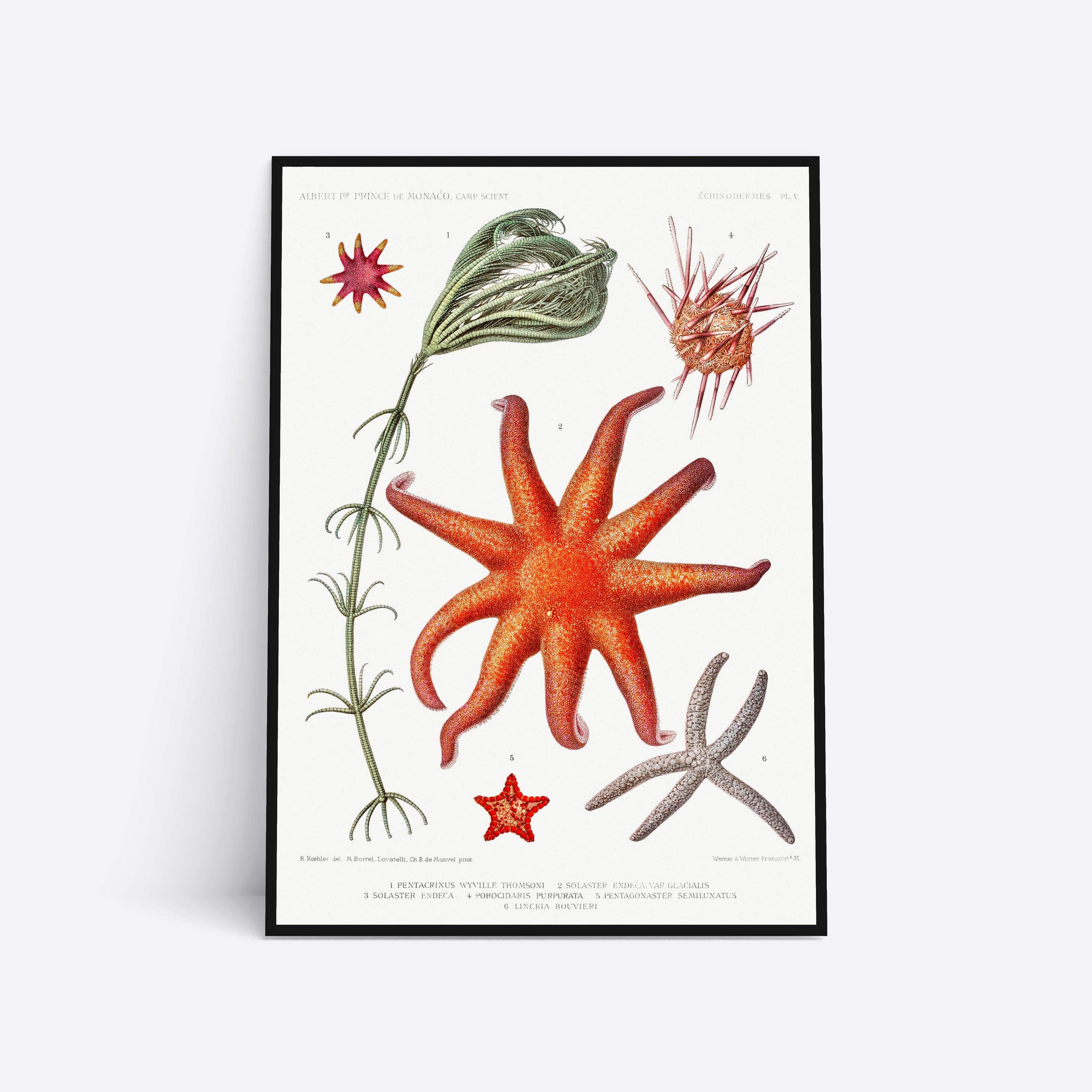 Starfish and more plakat i ramme