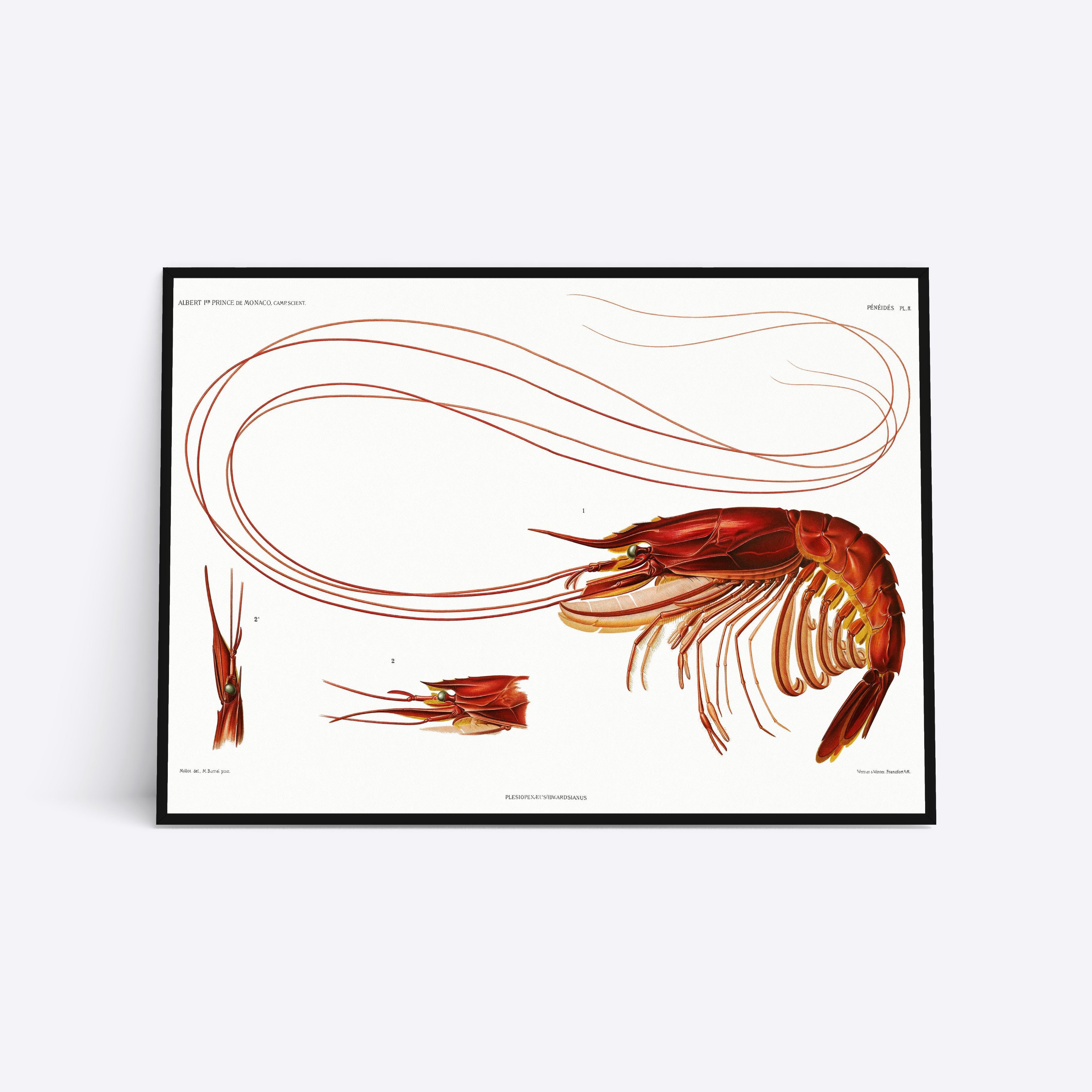 Lobster Vol. 2 illustration plakat i ramme