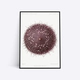 Sea Urchin plakat i ramme
