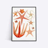 Starfish plakat i ramme