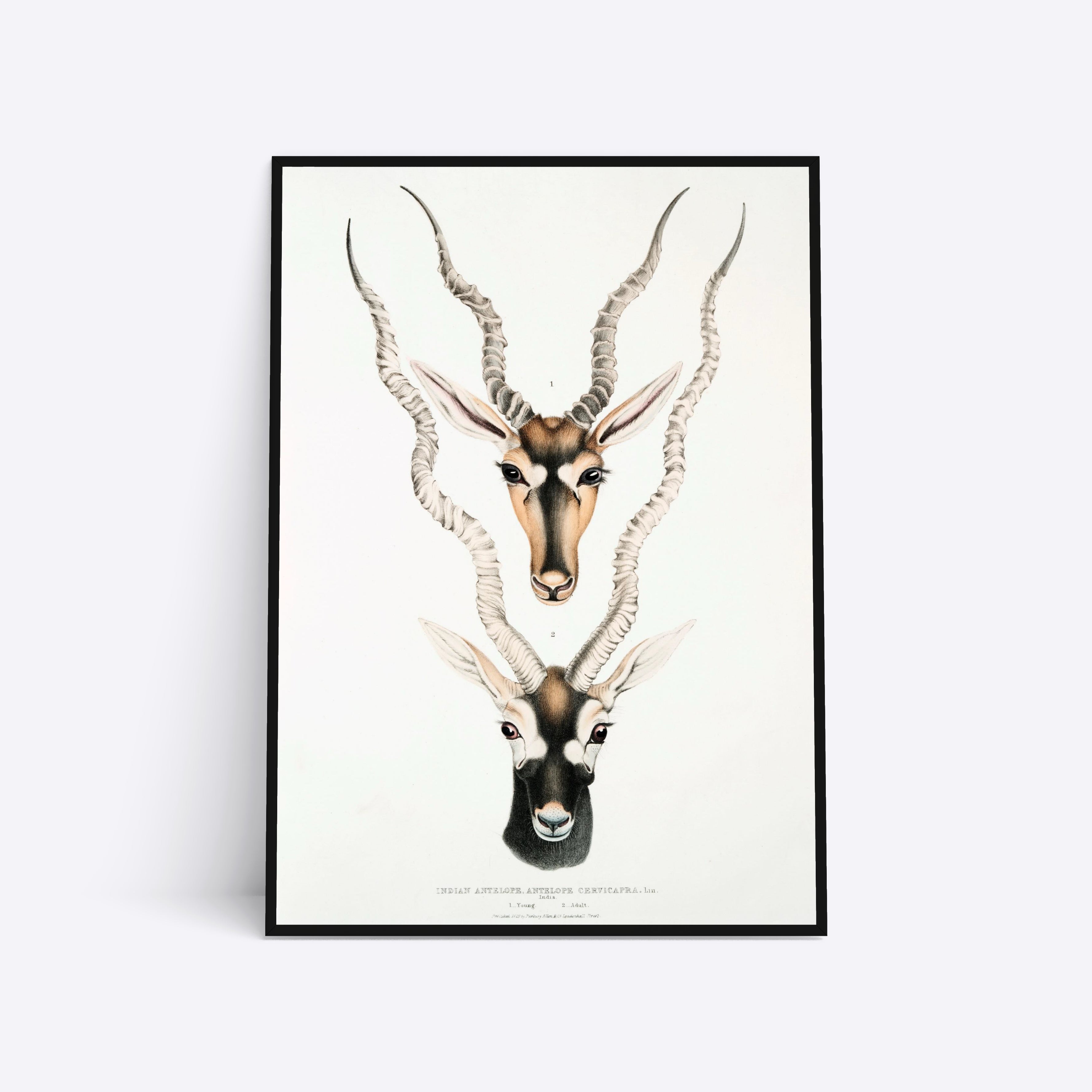 Indian Antelope illustration plakat i ramme