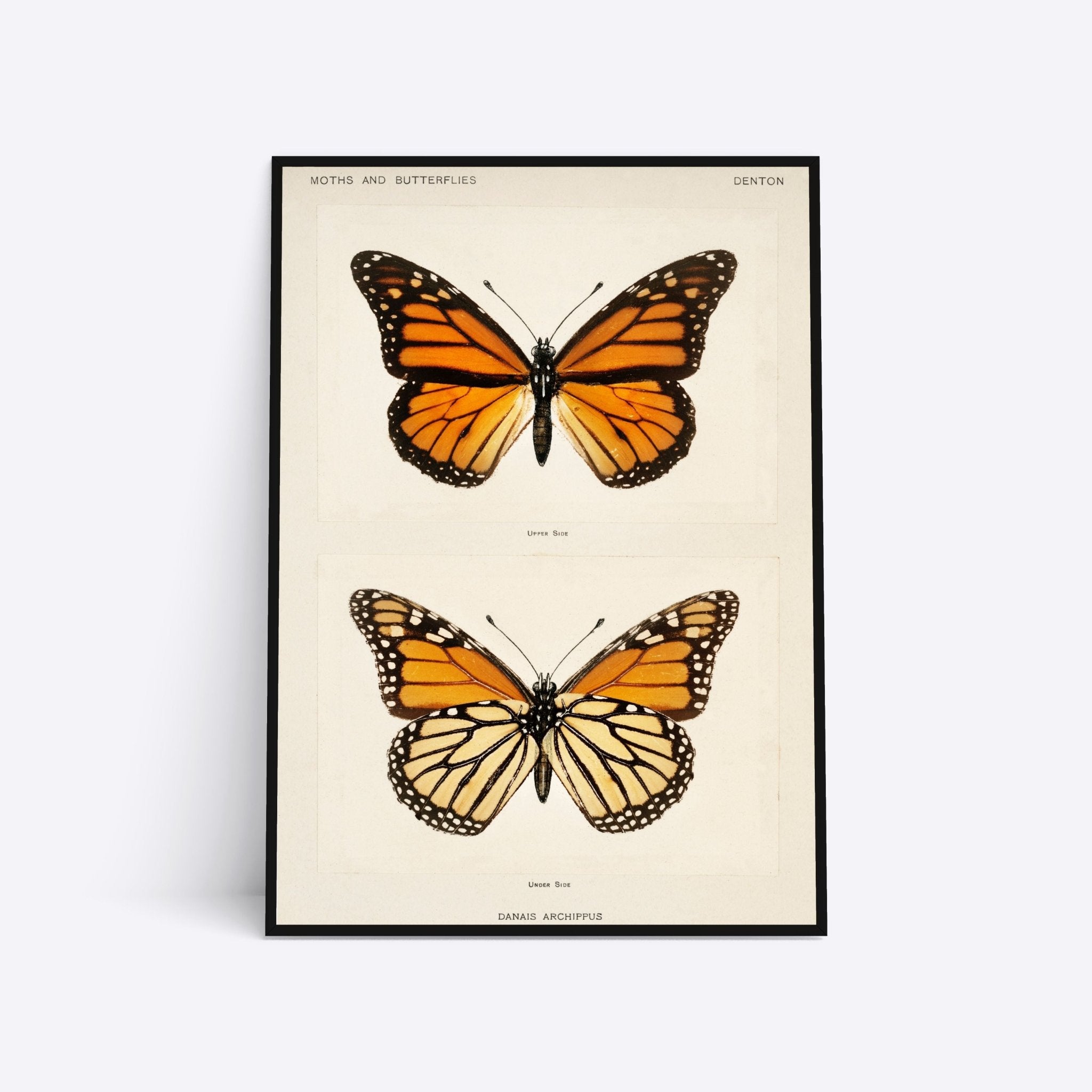 Plakat med to sommerfugleillustrationer, øverst en monark sommerfugl og nederst en lignende art, med teksten "Moths and Butterflies" og "Danais Archippus".